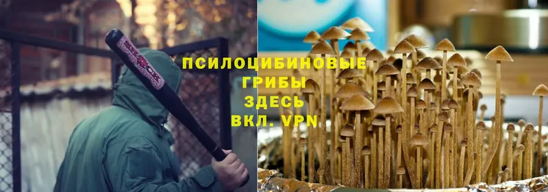 купить наркотик  Белая Холуница  Галлюциногенные грибы Magic Shrooms 